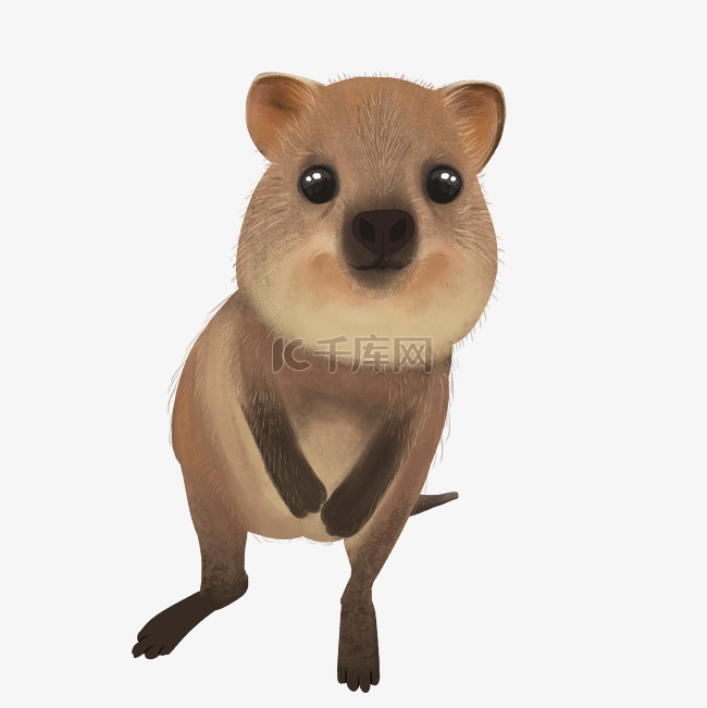 澳大利亚短尾袋鼠宝宝可爱动物国