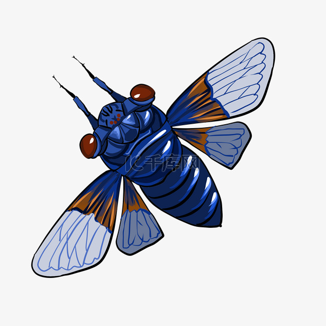 蓝色昆虫蝉