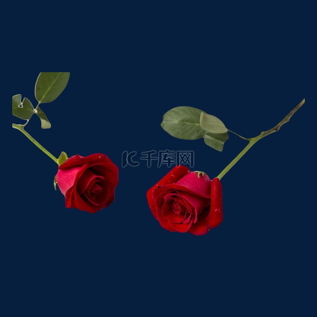 情意绵绵红玫瑰