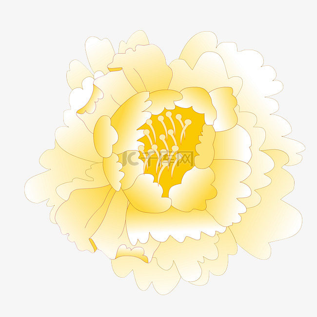 黄色牡丹花朵