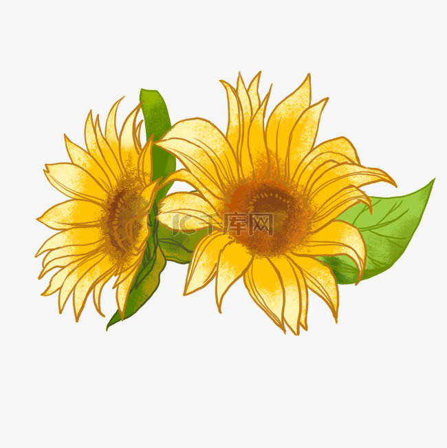 金葵花向日葵黄色花朵鲜花向阳花