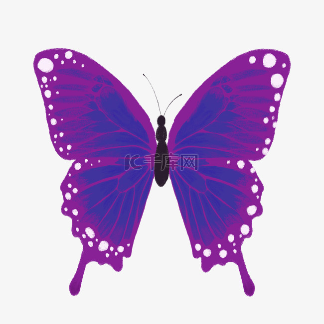 紫色血蝴蝶
