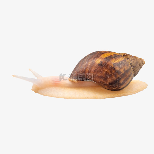 一只可爱蜗牛