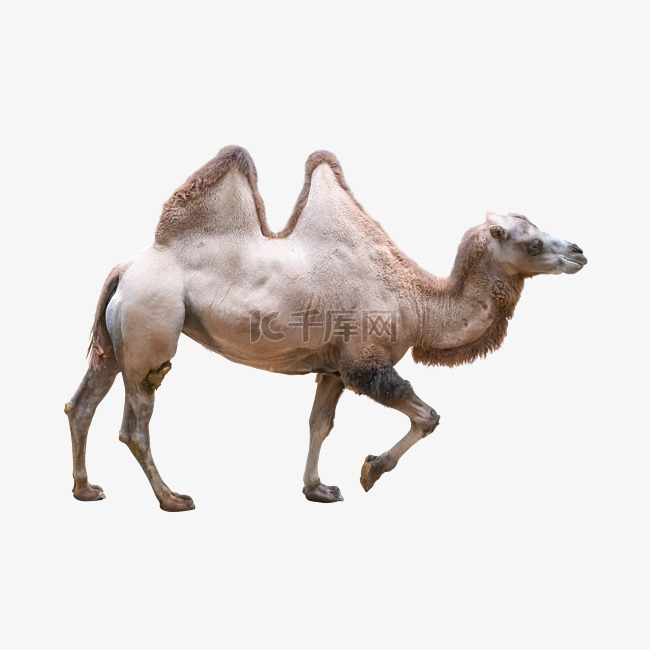 动物骆驼