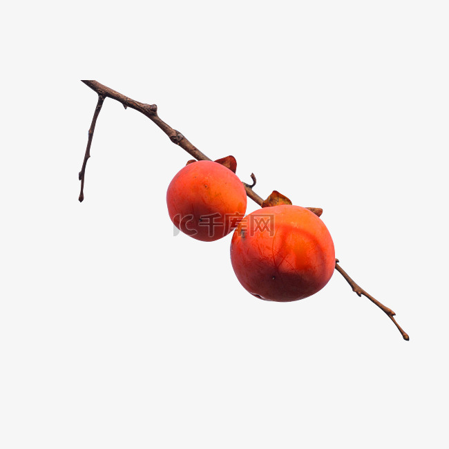 秋季柿子树柿子果实