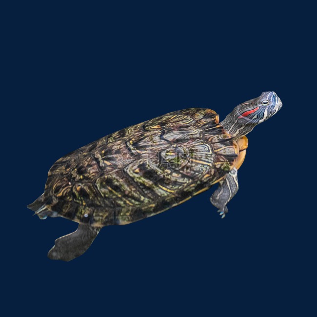 巴西龟珍稀动物乌龟