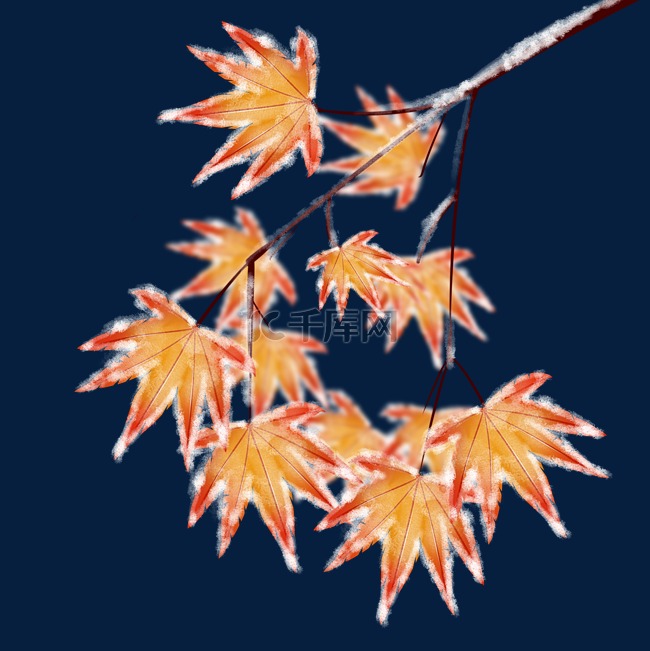 落霜的枫叶树枝