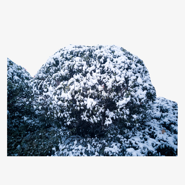 冬天树上白雪