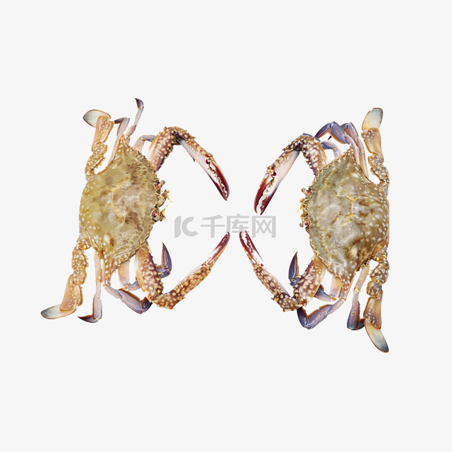 梭子蟹螃蟹