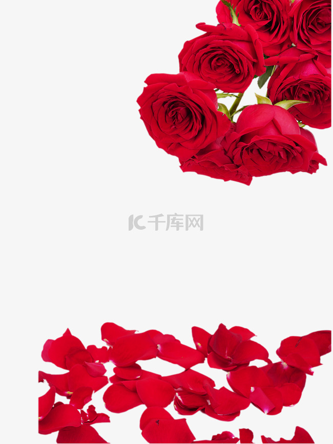 鲜花花朵红玫瑰
