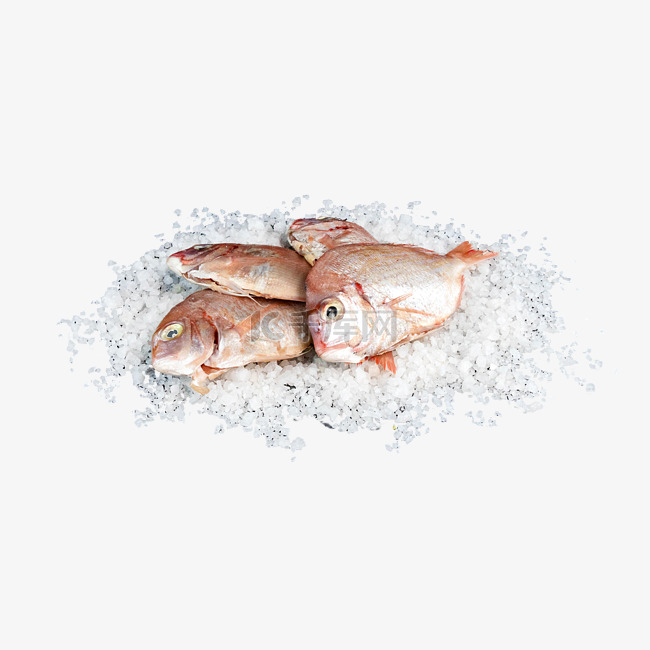 冷冻海鲜红立鱼