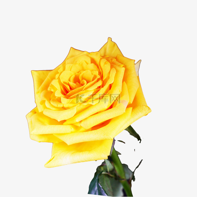 黄色玫瑰花花朵