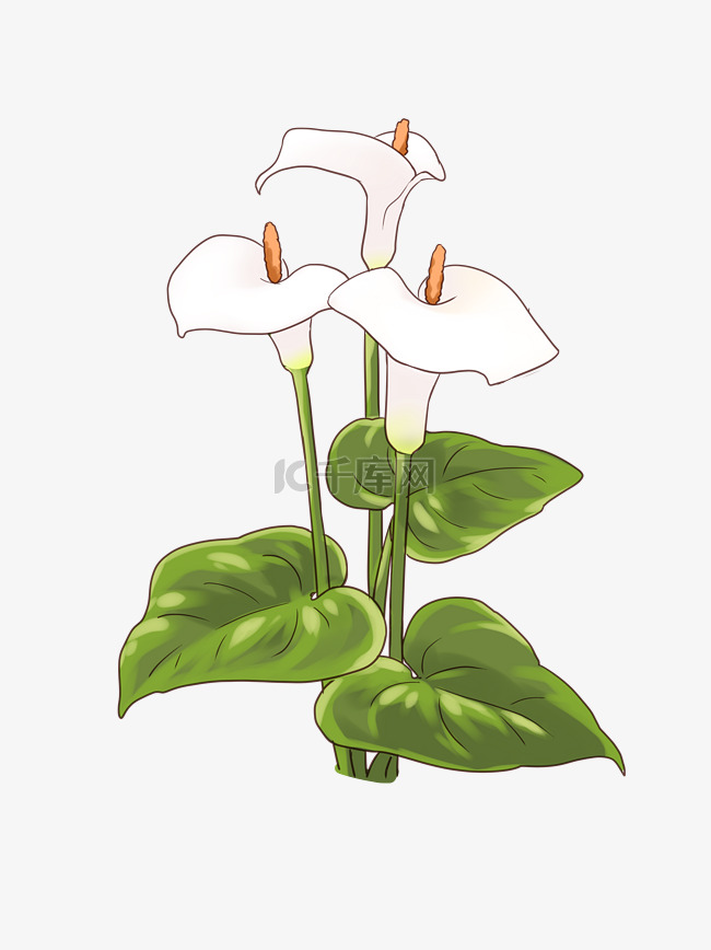 白色马蹄莲花朵插画