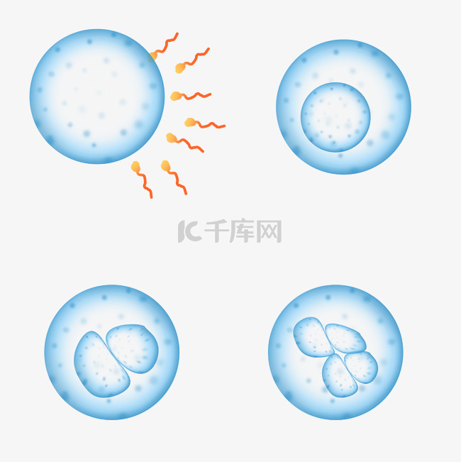 精子卵子受精过程