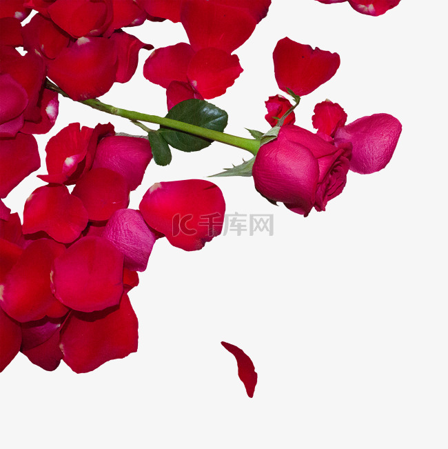 大红色玫瑰花和玫瑰花瓣