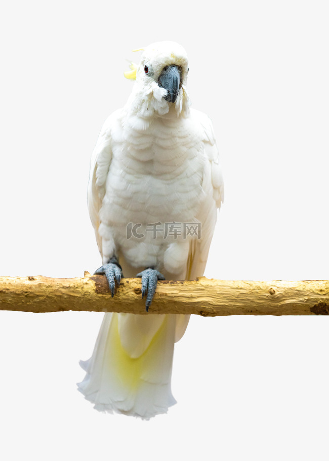 白色树枝鹦鹉