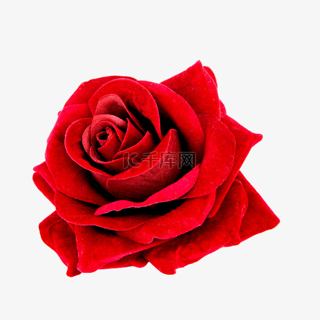 鲜花红玫瑰