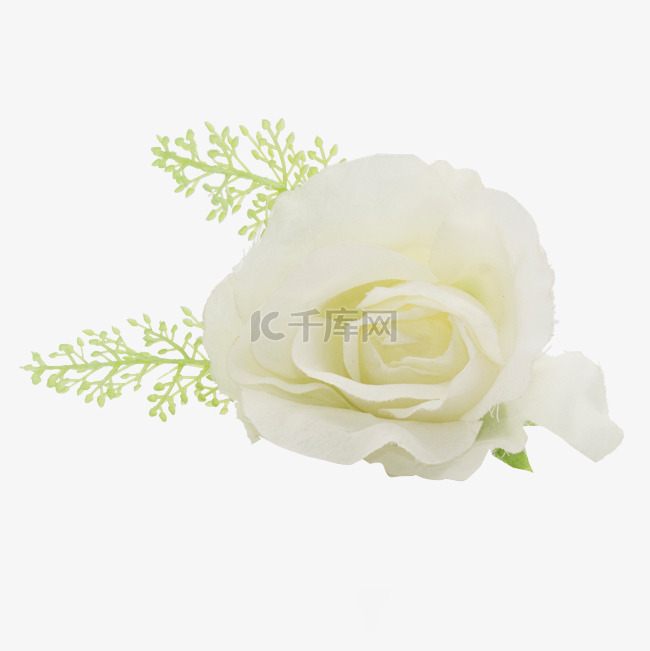 白刺玫瑰