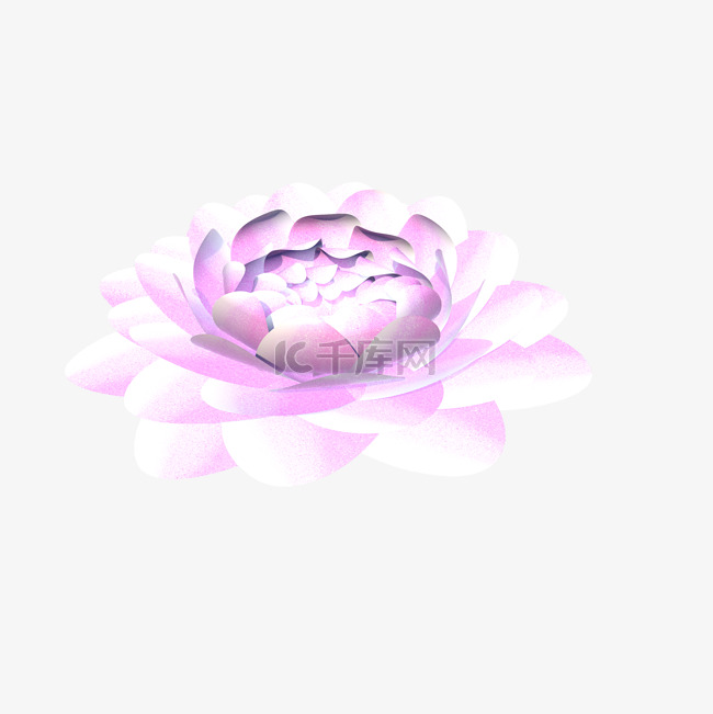 粉白色纯洁的莲蓬开花的水芙蓉实