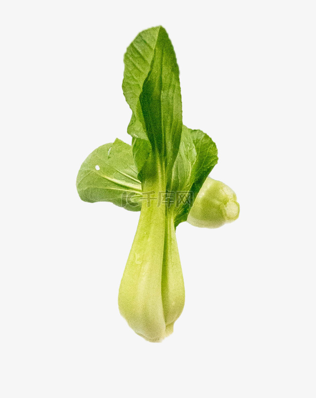 绿色有机蔬菜油菜