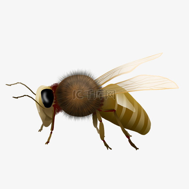 飞虫蜜蜂