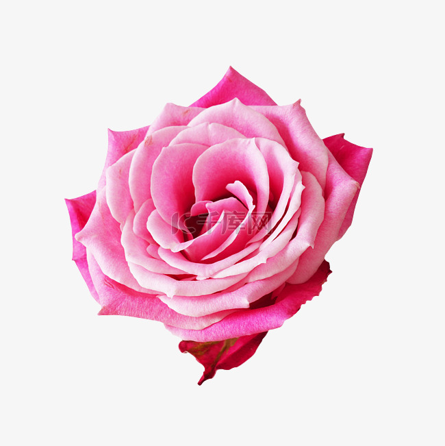 粉色玫瑰花鲜花