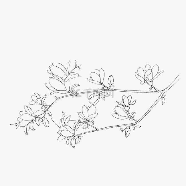 线描植物玉兰花