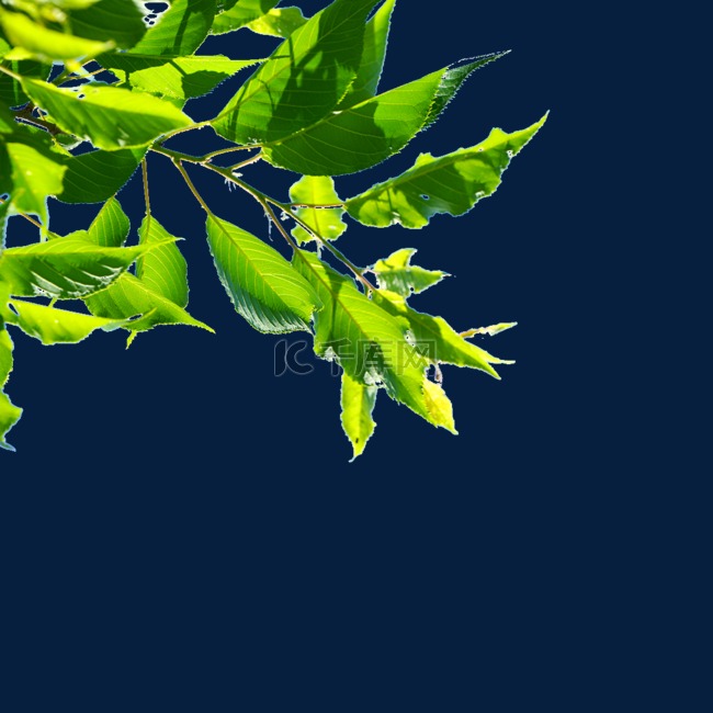 蓝天背景下的绿色树枝
