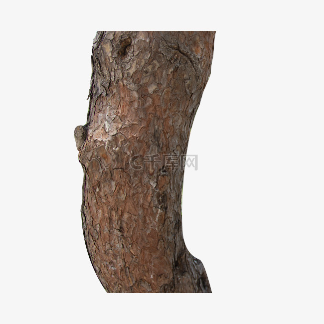 树木纹理树皮