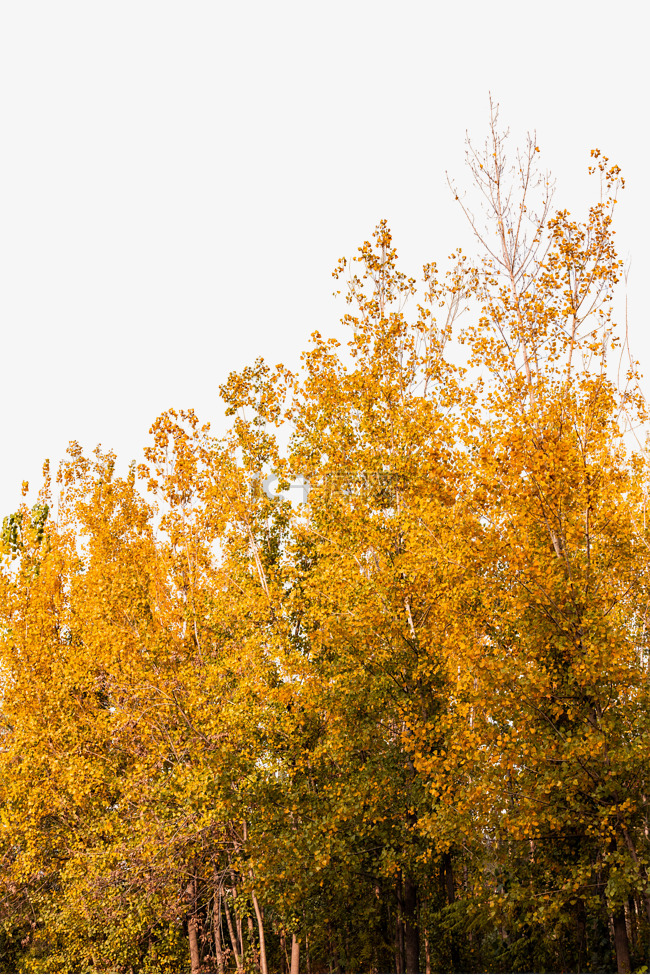 秋天植物黄色树木