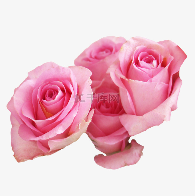 淡粉色玫瑰花朵