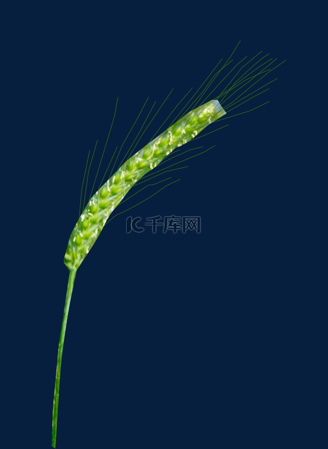 春天的小麦