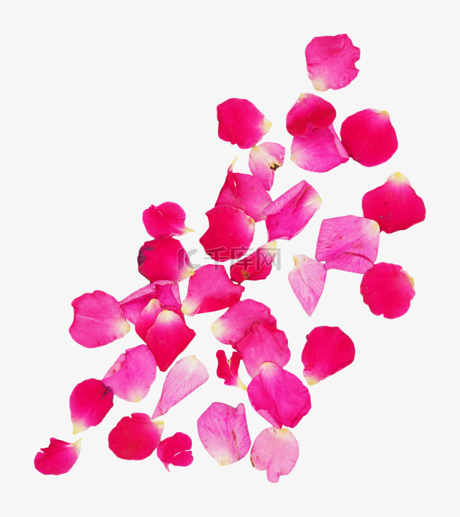 粉色玫瑰花花瓣