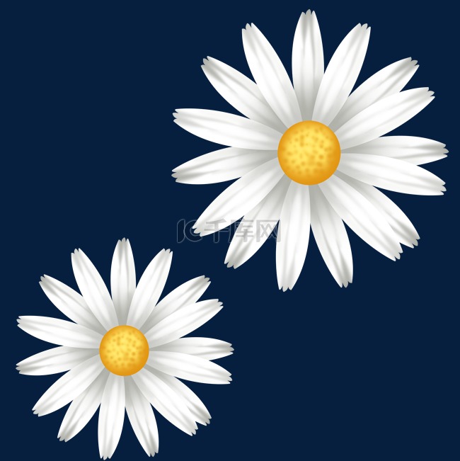 白色菊花鲜花花朵