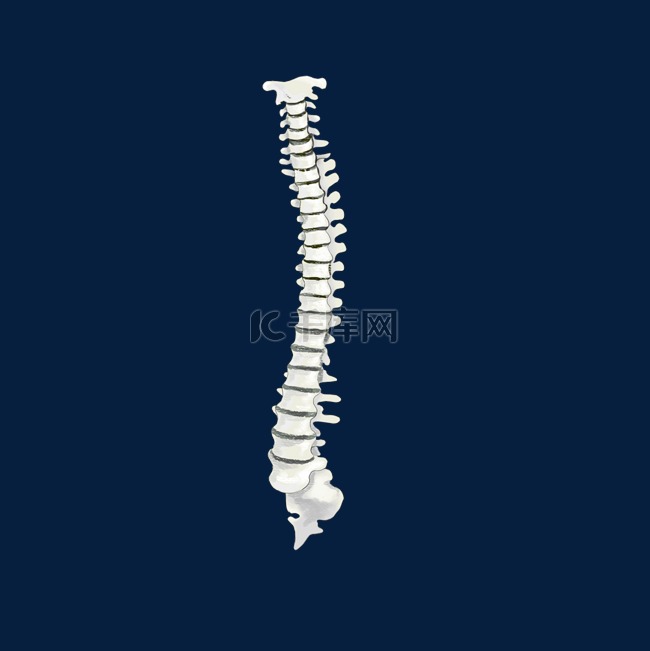 脊椎骨骼