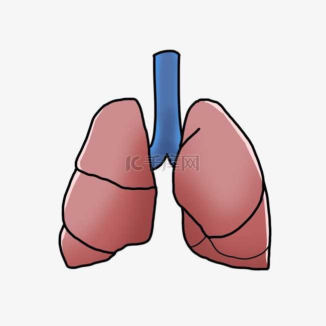人体结构器官肺
