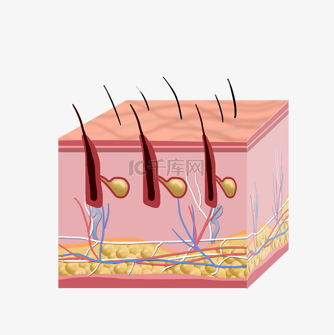 皮肤组织毛发毛囊