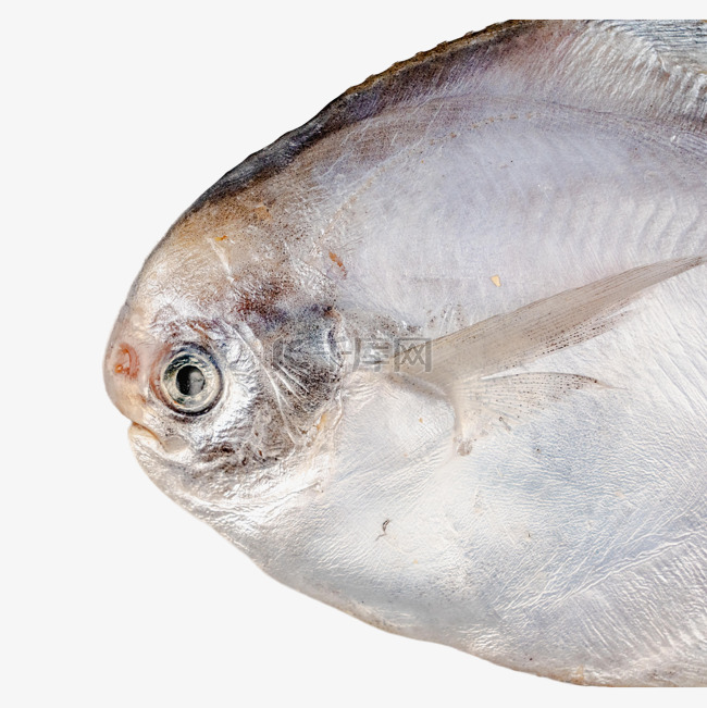 白鲳鱼海鲜食材