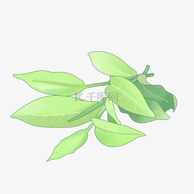 采摘的绿色茶叶插画