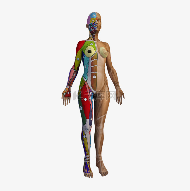 仿真人体解剖模型png图
