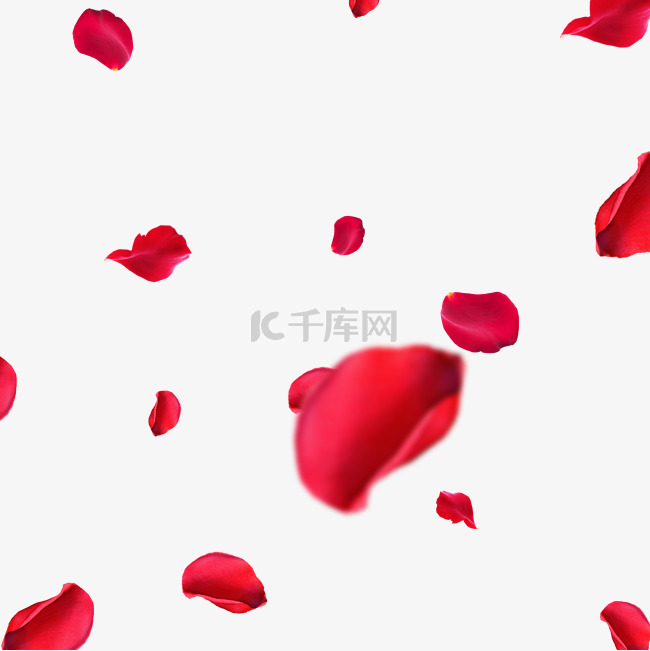 红色玫瑰漂浮