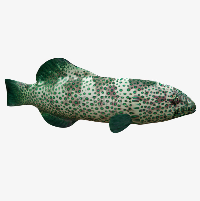 绿珊瑚石斑鱼