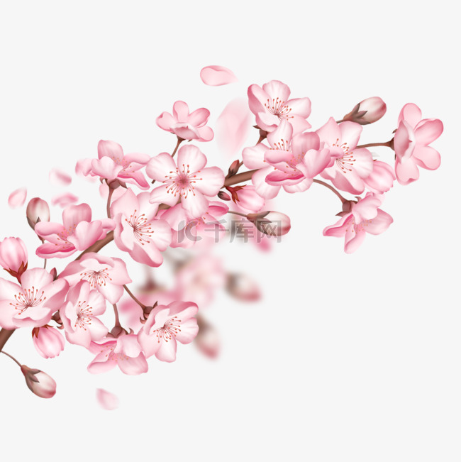 一丛盛开的粉色樱花和樱花花苞