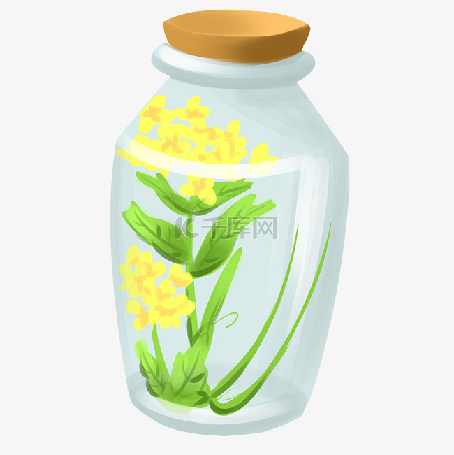玻璃瓶油菜花插画