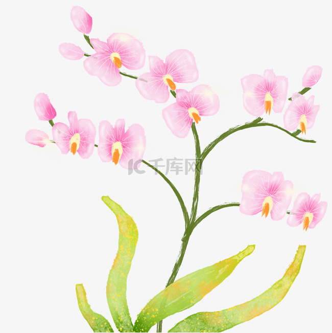 粉色蝴蝶兰花枝