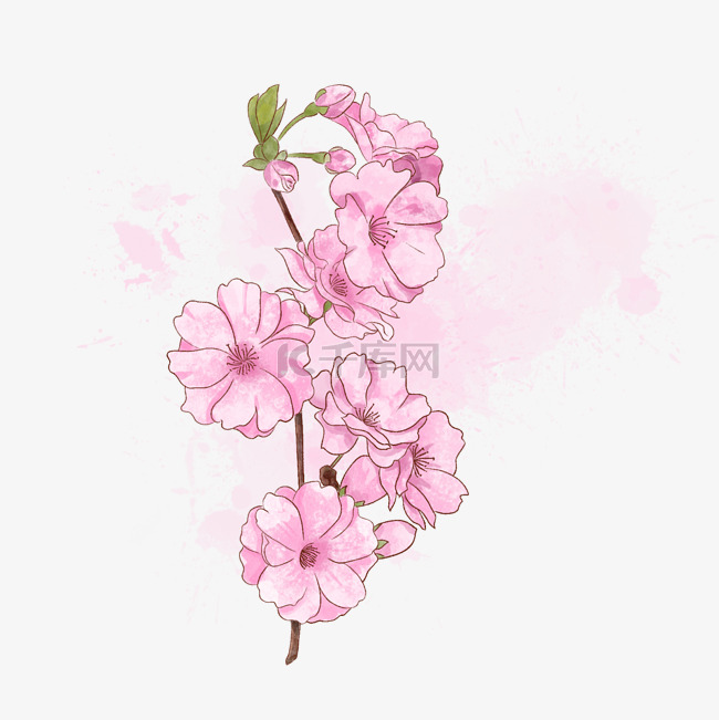 春季水彩粉色桃花花枝