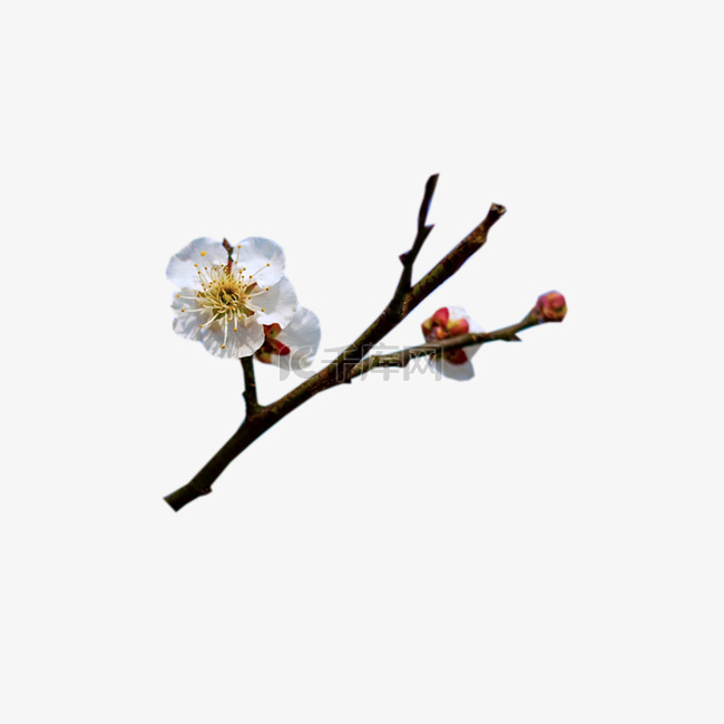 梨花果树春天发芽