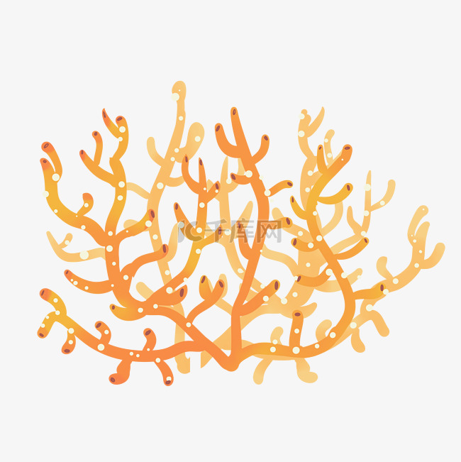 海洋生物珊瑚