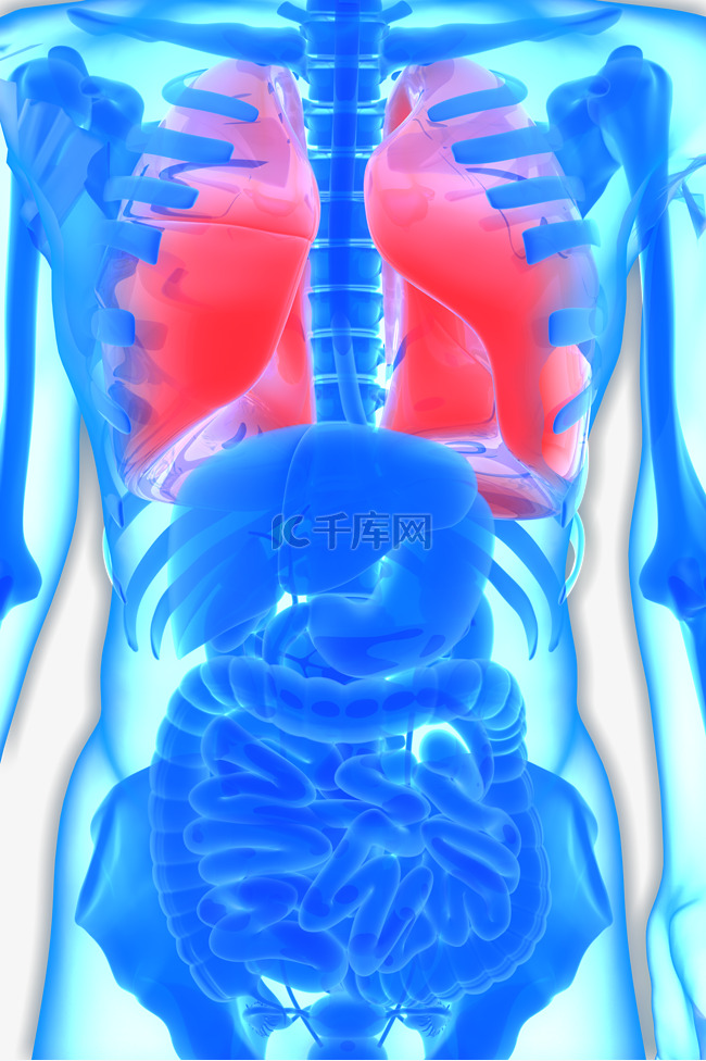 人体器官内脏之肺部