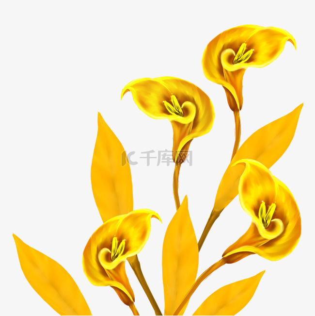 金色马蹄莲花朵